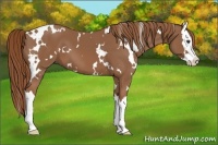 Horse Color:White Spotted Chestnut Splash 