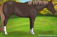 Horse Color:Liver Chestnut