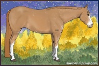 Horse Color:Chestnut Sabino 