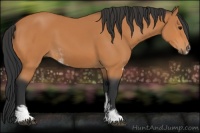 Horse Color:Bay Sabino 