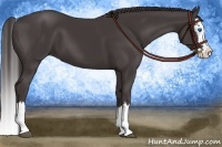 Horse Color:Smoky Black Sabino Splash 