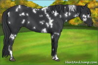 Horse Color:White Spotted Black 
