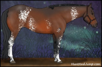 Horse Color:White Spotted Bay 