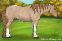 Horse Color:Red Roan Tobiano