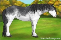 Horse Color:White Spotted Blue Roan 