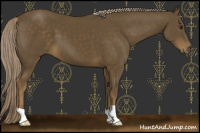 Horse Color:Chocolate Palomino 