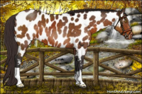 Horse Color:Buckskin Near Leopard 