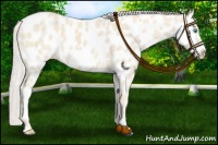 Horse Color:Cremello Frame Appaloosa