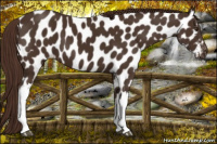 Horse Color:Liver Chestnut Near Leopard 