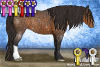 Horse Color:Buckskin Appaloosa