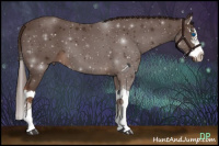 Horse Color:Liver Chestnut Sabino Splash