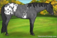 Horse Color:Blue Roan Appaloosa 