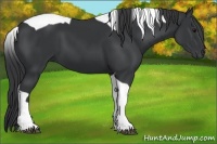 Horse Color:Black Tobiano 