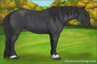 Horse Color:Blue Roan