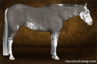 Horse Color:Grullo Splash  and Grullo Sabino Splash 