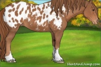 Horse Color:Chestnut Appaloosa 