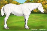 Horse Color:Cremello Sabino and Cremello Sabino