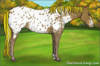 Horse Color:Painted White Spotted Red Roan Near Leopard Rabicano 