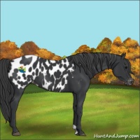 Horse Color:Black Appaloosa 