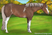 Horse Color:White Spotted Silver Black