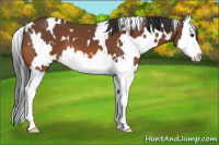 Horse Color:White Spotted Bay Splash 