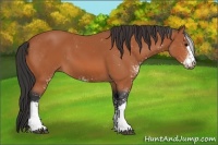 Horse Color:Bay Sabino 