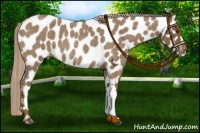Horse Color:Chocolate Palomino Roan Near Leopard 
