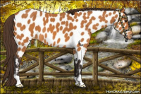 Horse Color:Buckskin Near Leopard 