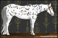 Horse Color:Black Splash Appaloosa 