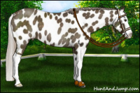 Horse Color:Chocolate Palomino Splash Appaloosa