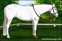 Horse Color:Liver Chestnut Sabino Splash Appaloosa 