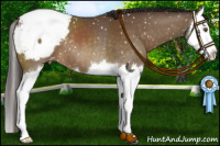 Horse Color:Buckskin Sabino Splash Snowcap 