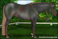 Horse Color:Liver Chestnut Rabicano 