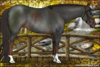 Horse Color:Liver Chestnut Rabicano 