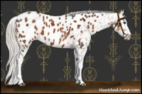 Horse Color:White Spotted Chocolate Silver Bay Appaloosa