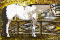 Horse Color:White Spotted Liver Red Dun Appaloosa 