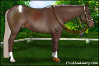 Horse Color:Chocolate Silver Brown Appaloosa 