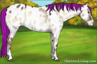 Horse Color:Painted White Spotted Liver Red Dun Onyx Sabino Appaloosa 
