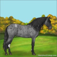 Horse Color:Blue Roan Varnish