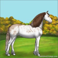 Horse Color:Red Dun Splash  and Red Dun Splash Frame 