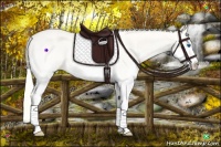 Horse Color:Perlino Splash Rabicano 