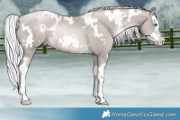 Horse Color:Platinum White Spotted Chocolate Palomino Pearl Splash 