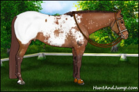 Horse Color:Chocolate Buckskin Snowcap Rabicano 