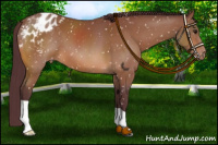 Horse Color:Chocolate Bay Appaloosa 