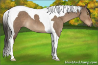 Horse Color:Liver Red Dun Tobiano