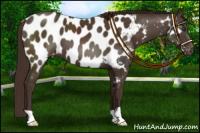 Horse Color:Liver Chestnut Near Leopard 
