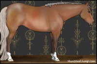 Horse Color:Silver Bay 