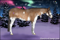 Horse Color:Buckskin Splash Rabicano