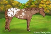 Horse Color:Chestnut Appaloosa