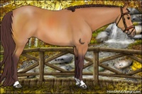 Horse Color:Chocolate Bay 